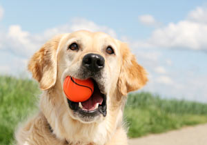 how do you teach a dog to fetch a ball and bring it back