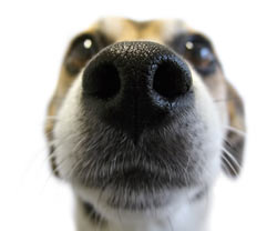 Does a Dry Nose Mean My Dog Is Sick?