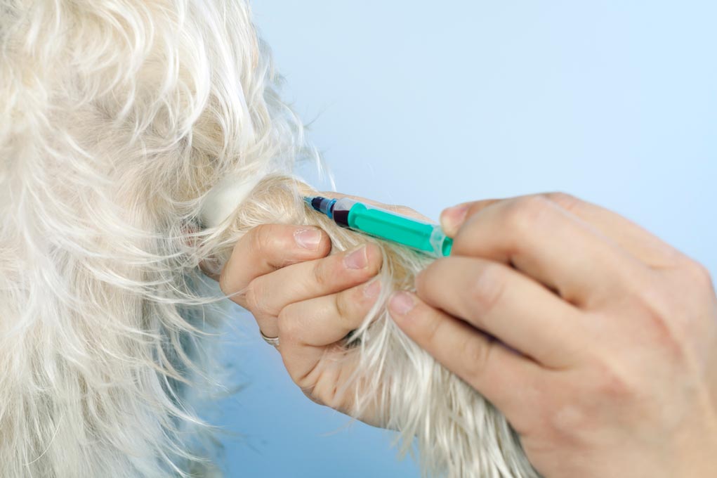 Common Blood Tests Done On Dogs