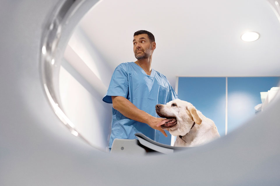 CT scans can give imaging information to veterinarians.
