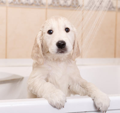 dog a bath