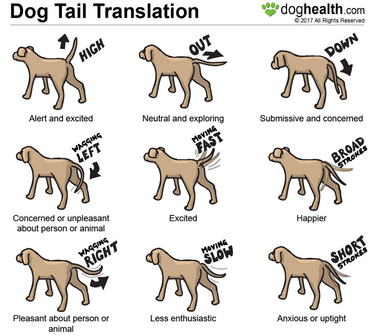 What Does It Mean When a Dogs Tail is down  