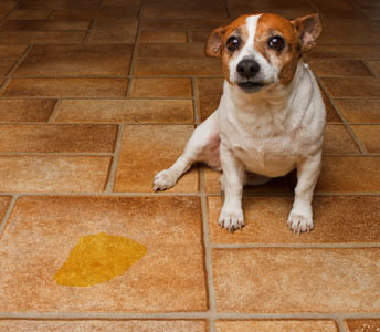 Causes of Frequent Urination and Urinary Accidents in Dogs