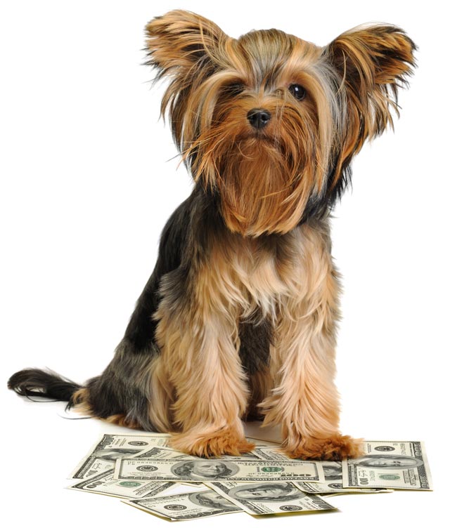 vet bills for puppies