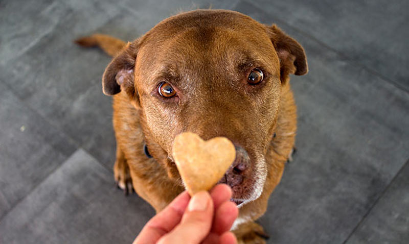 Fun fall recipes for dogs