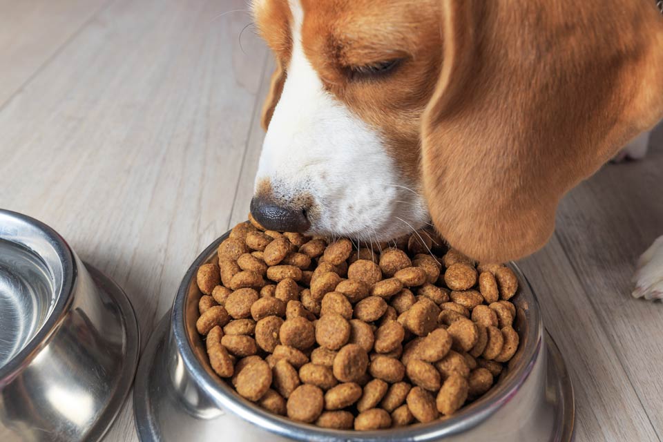 are-grain-free-diets-for-dogs-dangerous