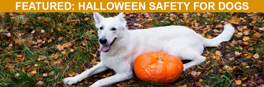 Halloween can be scary and dangerous to dogs. However, a little planning and attentive care can help avoid those undesirable outcomes, so that both people and pooches can enjoy a safe and happy Halloween. Featured Article: Halloween Safety for Dogs
