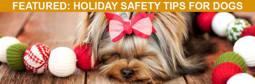 Let Rudolf, the best danger-sniffing dog in the business, show you how to keep your dog safe and happy during the holidays. Featured Article: Holiday Safety Tips for Dogs