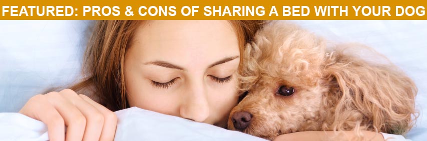 This article is full of pros, cons, and general tips for sharing a bed with your dog. Featured Article: Pros and Cons of Sharing a Bed with Your Dog