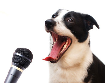 teaching a dog to speak