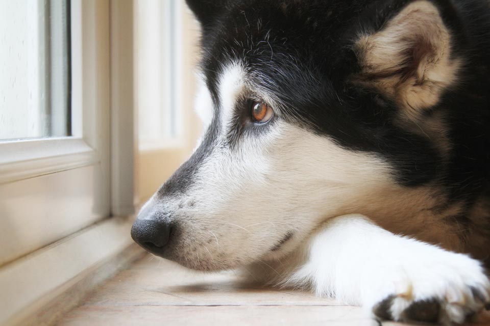 Bored Dog? 7 Ways to Break the Boredom Blues – iFetch