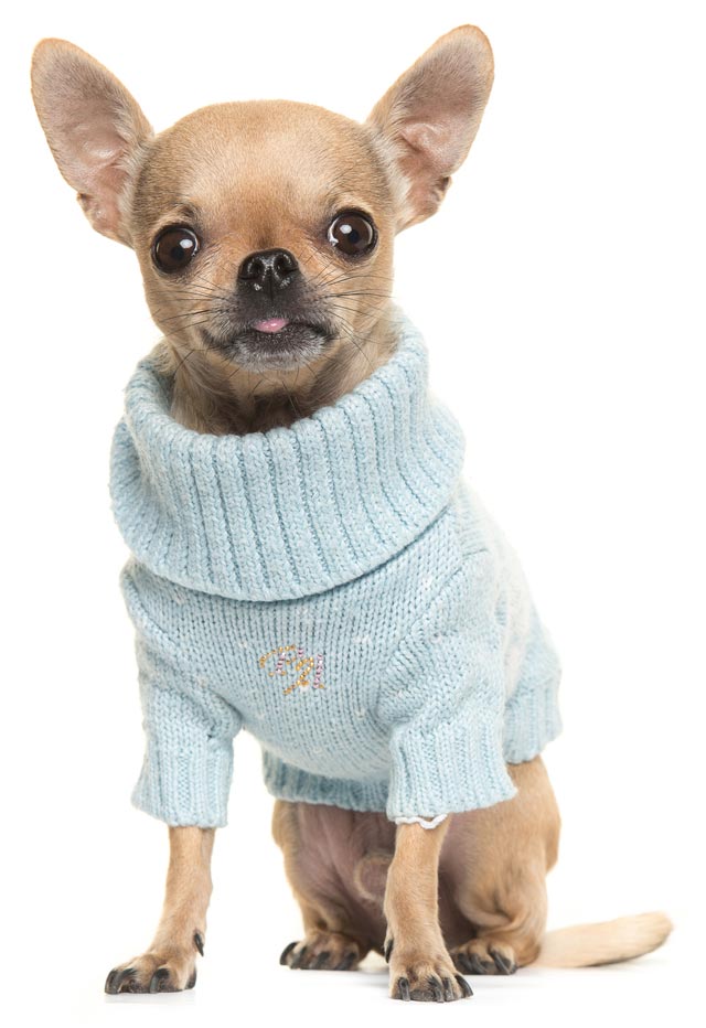 dog sweaters and sweatshirts