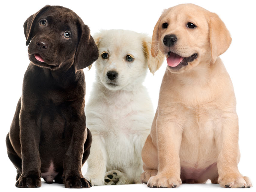 is hernia common in puppies