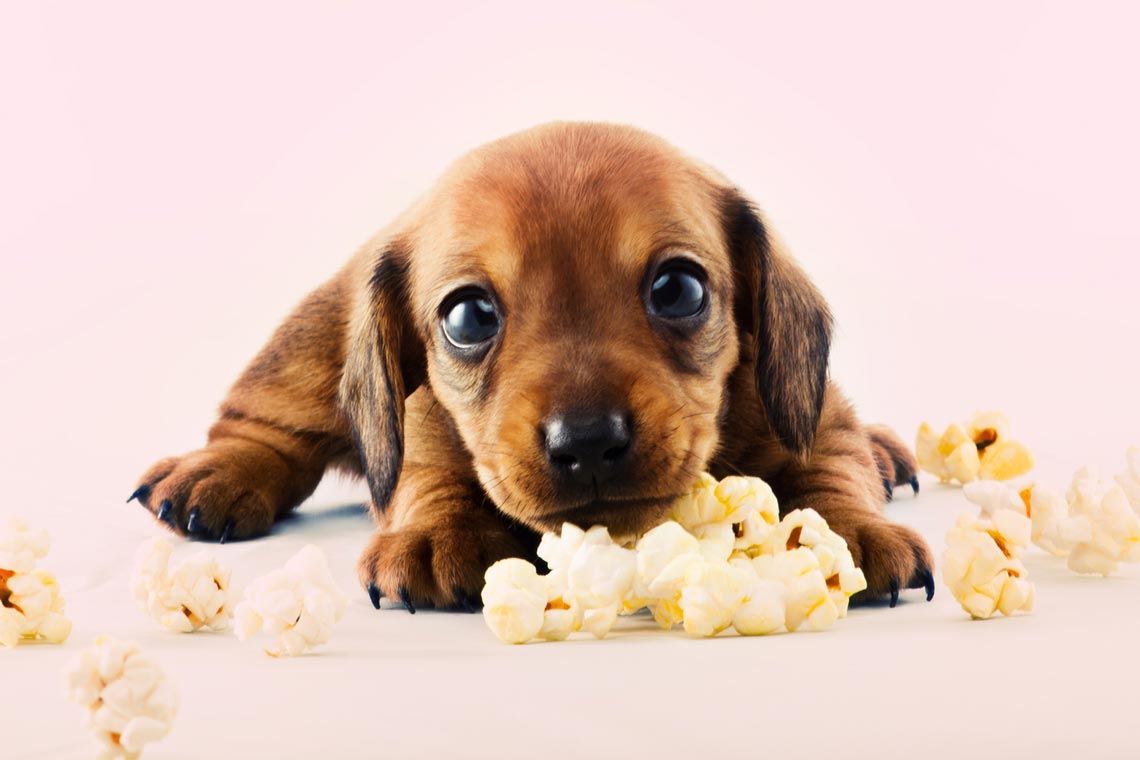 can dogs eat buttered popcorn