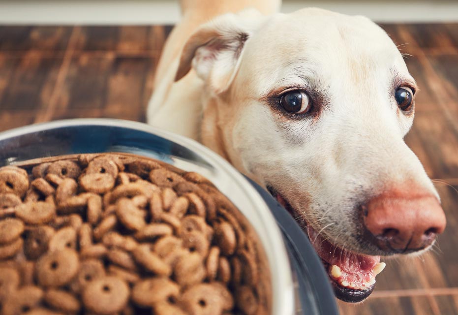 Is Your Dog A Picky Eater 