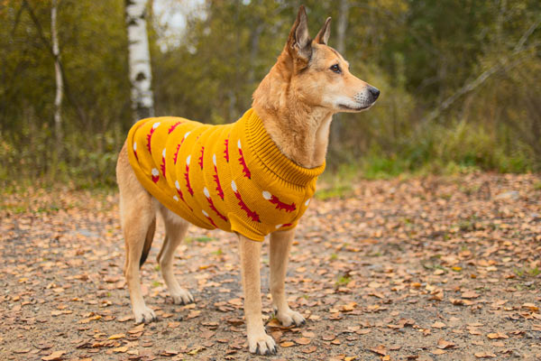 Sweaters can keep your dog warm in cold weather