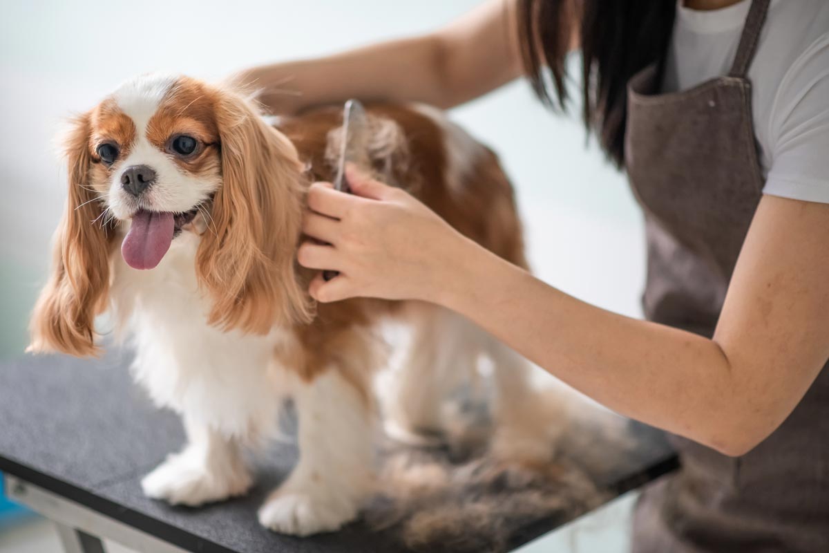 Trimming Your Dog'S Nails