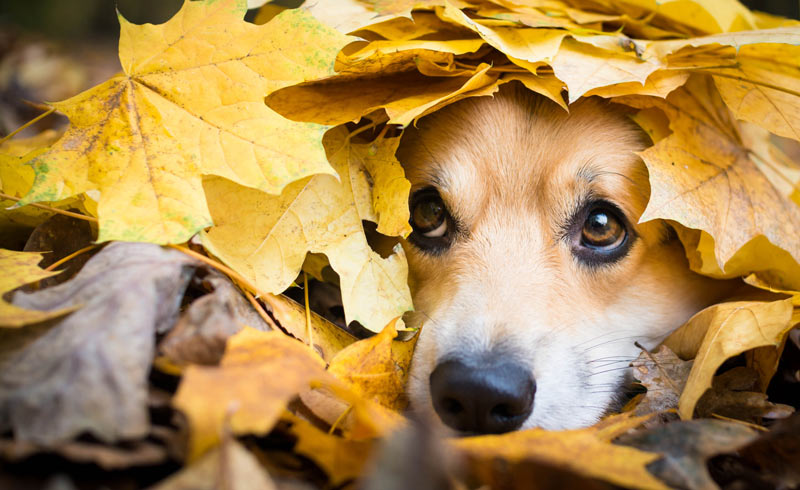 Keep your dog safe this fall