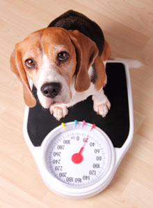 how to help dog lose weight