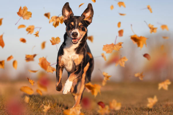 Supervise yourr dog when they play in leaves