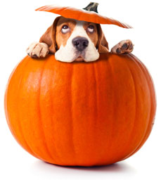 is raw pumpkin good for dogs