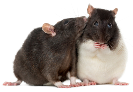Rat bait toxicity