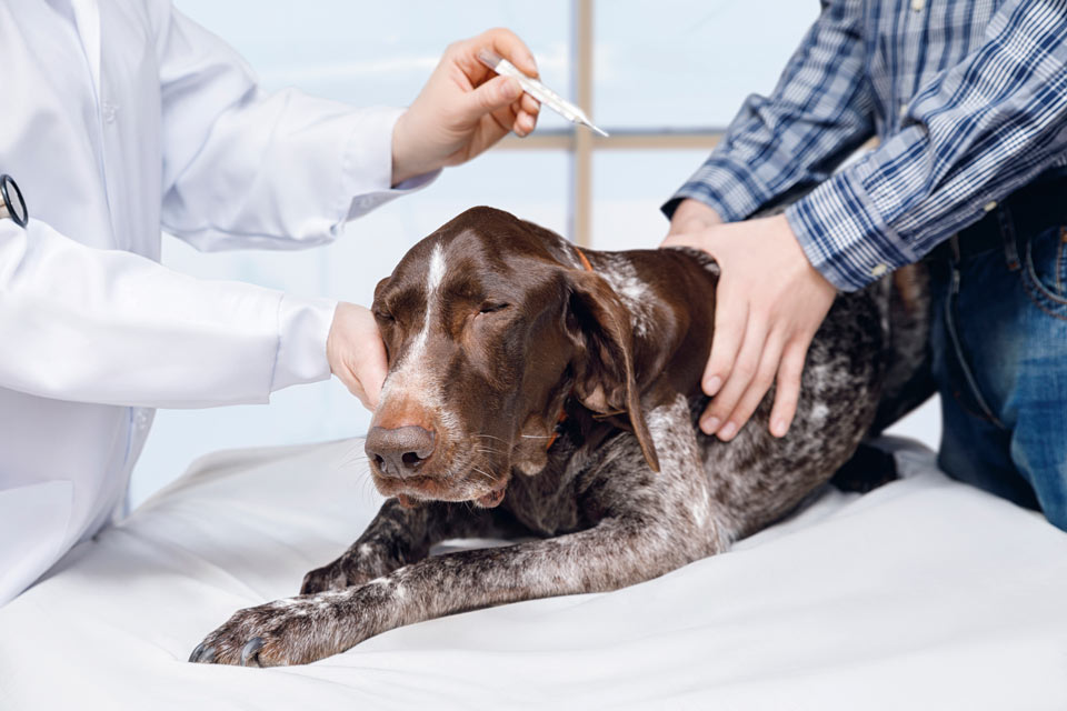 Septic Shock In Dogs