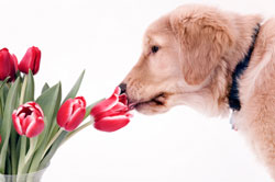 are ivy plants safe for dogs