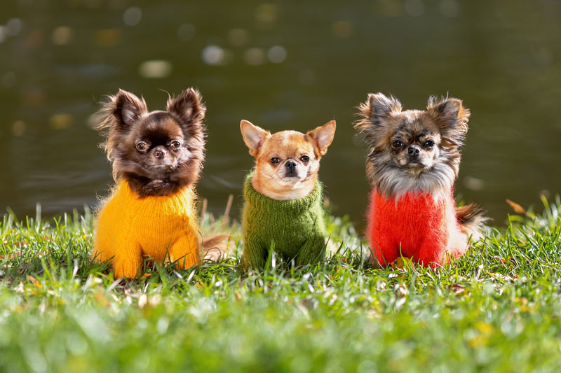 Sweaters for Dogs to keep them warm