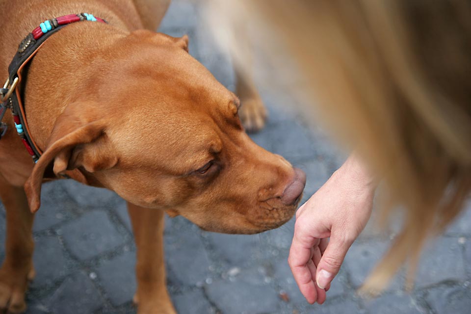 Why Do Dogs Sniff Some People More Than Others 