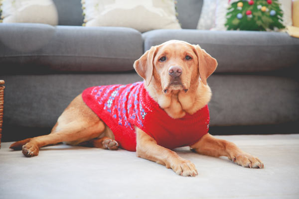 Your dog may have to get used to wearing a sweater